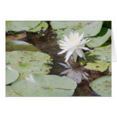 catching rays (Front Horizontal)