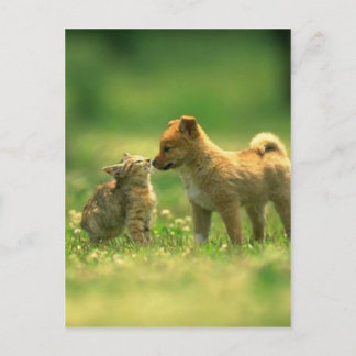 catdog love postcard