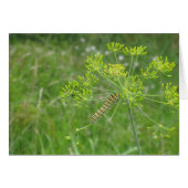 Caterpillar (Front Horizontal)