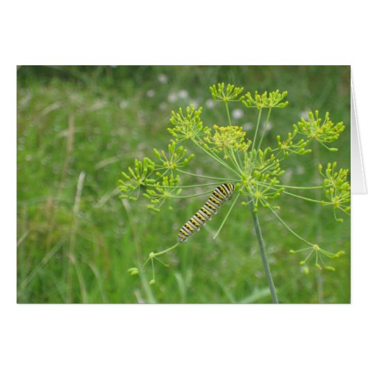 Caterpillar Cards (Front Horizontal)