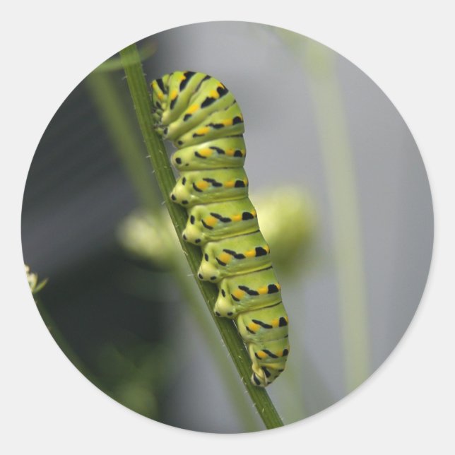 Caterpillar Classic Round Sticker (Front)