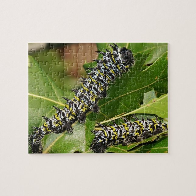 Caterpillar Jigsaw Puzzle (Horizontal)
