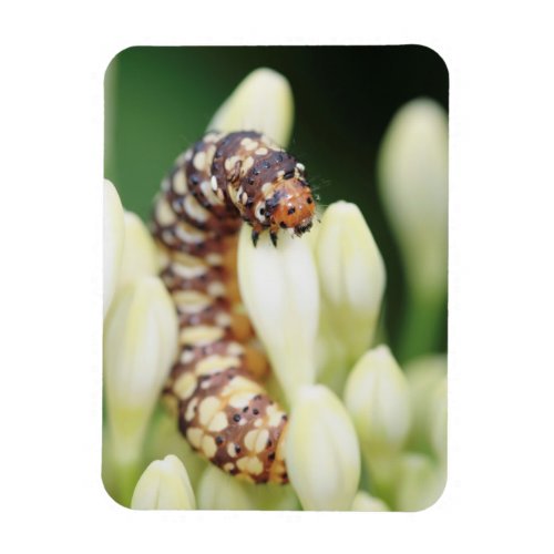 Caterpillar Larvae Of Lily Borer Butterfly Magnet