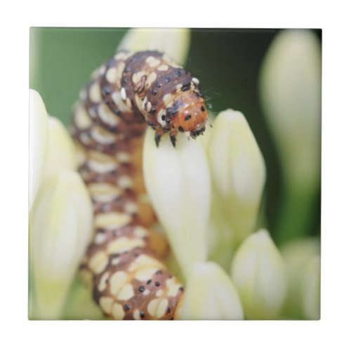 Caterpillar Larvae Of Lily Borer Butterfly Tile