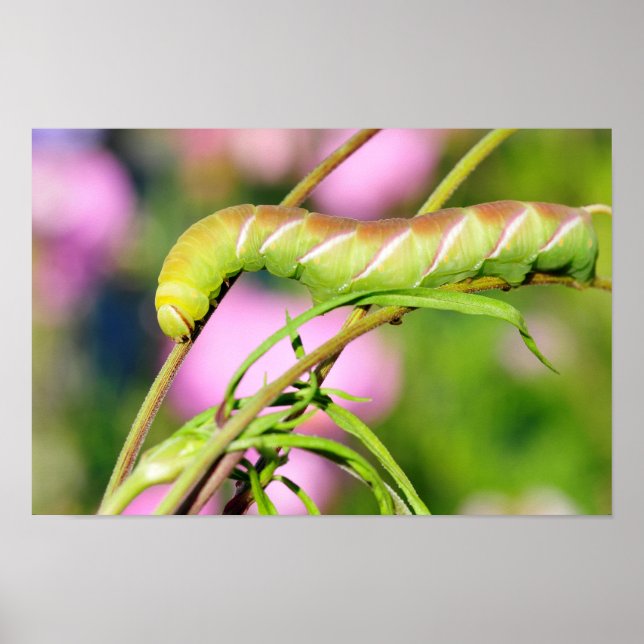 Caterpillar of Privet Hawk Moth butterfly Poster (Front)