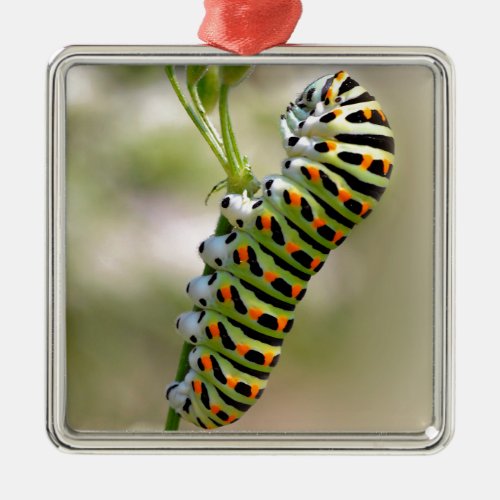 Caterpillar of swallowtail on grass metal ornament