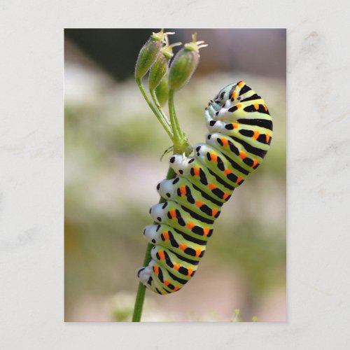 Caterpillar of swallowtail on grass postcard