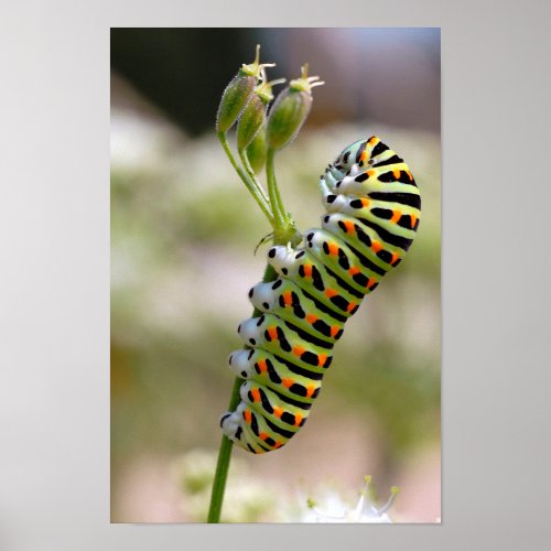 Caterpillar of swallowtail on grass poster