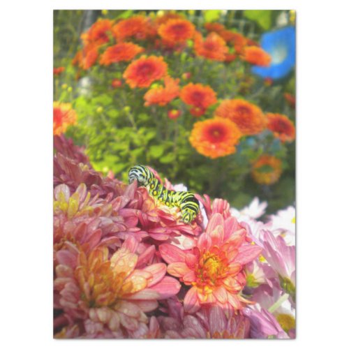 Caterpillar on Asters Tissue Paper
