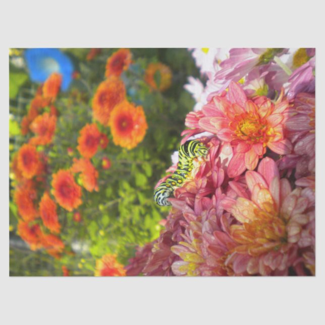 Caterpillar on Asters Tissue Paper (Front)