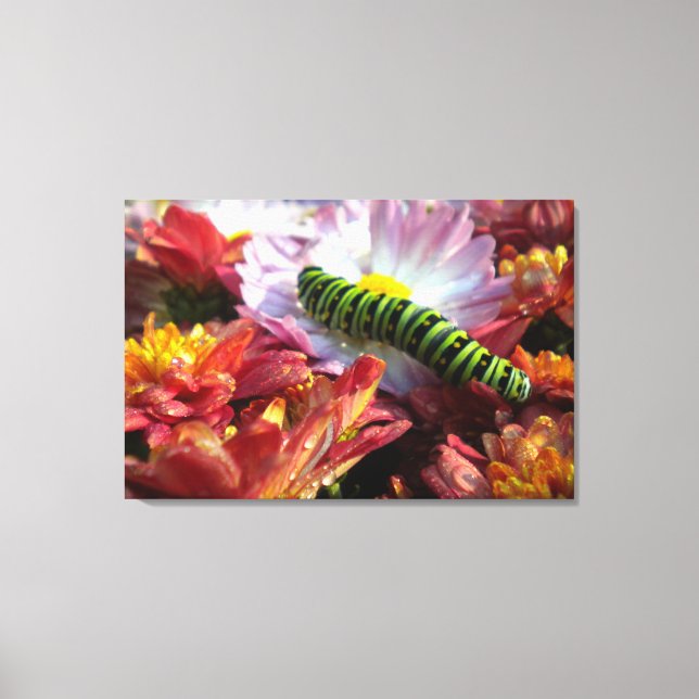 Caterpillar on Mums wrapped Canvas Print (Front)