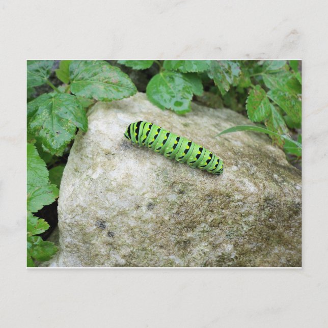 Caterpillar On Rock Postcard (Front)
