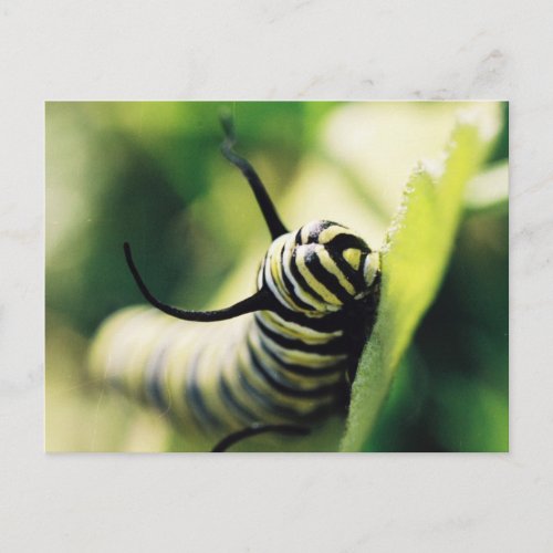 Caterpillar Up Close and Personal Postcard
