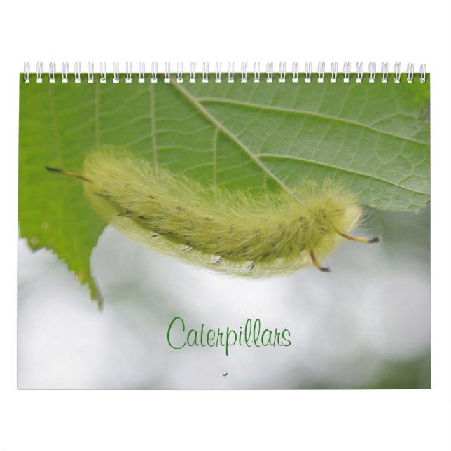 Caterpillars Calendar (Cover)
