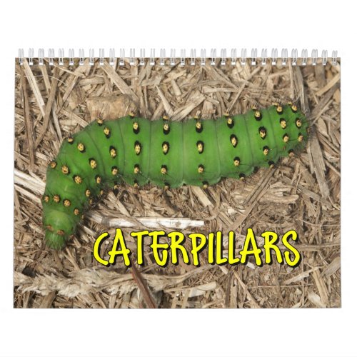 Caterpillars Wall Calendar