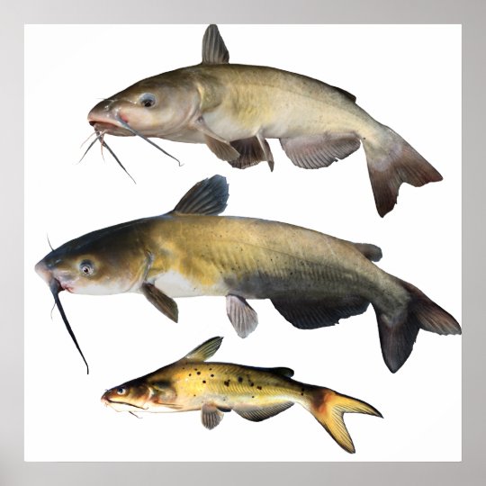 Catfish Family Poster | Zazzle.com