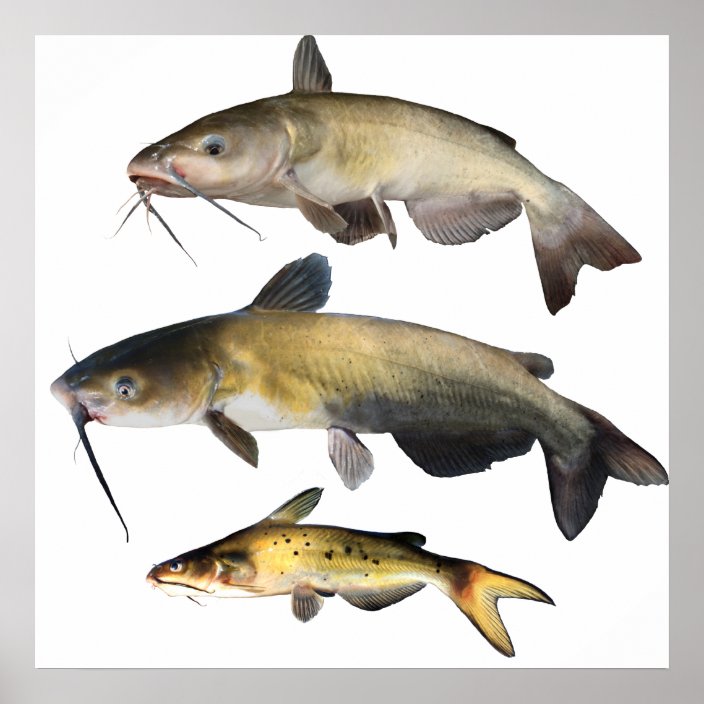 Catfish Family Poster | Zazzle.com