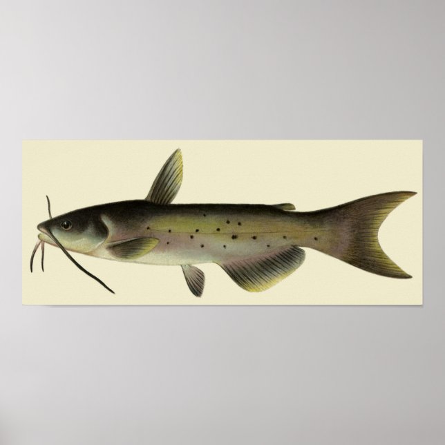 Catfish Fishing, Vintage Marine Life River Fish Poster (Front)