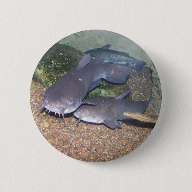 Catfish fishing zoo pinback button (Front)