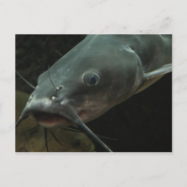 Catfish Postcard (Front)
