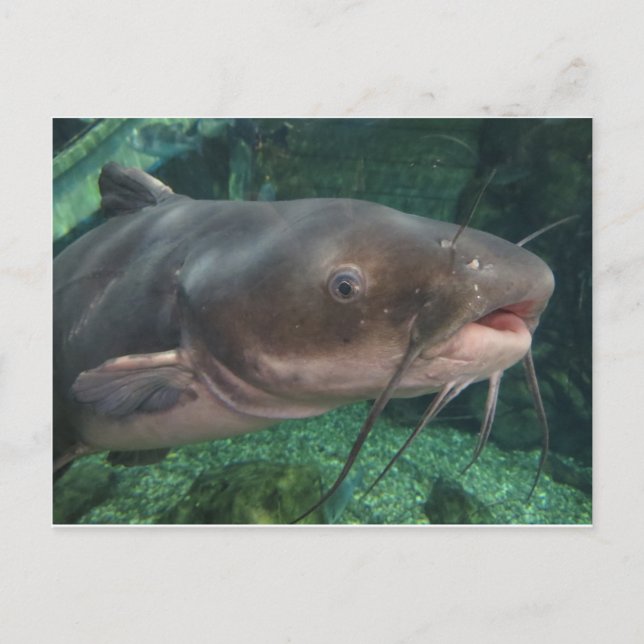 Catfish Postcard (Front)