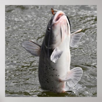 Catfish Takes The Bait Poster by WackemArt at Zazzle
