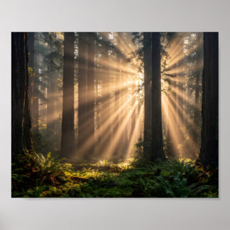 Cathedral of Light: Morning in the Ancient Redwood Poster