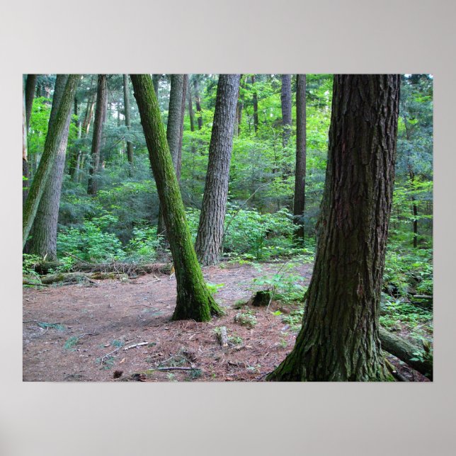 cathedral pines poster (Front)