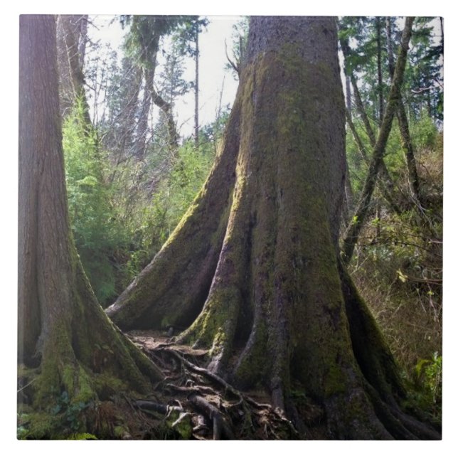 Cathedral Tree, Astoria, Oregon Ceramic Tile (Front)