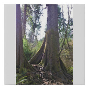 Cathedral Tree, Astoria, Oregon Faux Canvas Print
