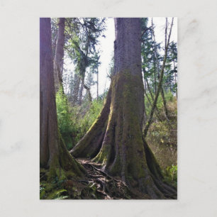 Cathedral Tree, Astoria, Oregon Postcard