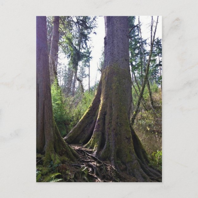 Cathedral Tree, Astoria, Oregon Postcard (Front)