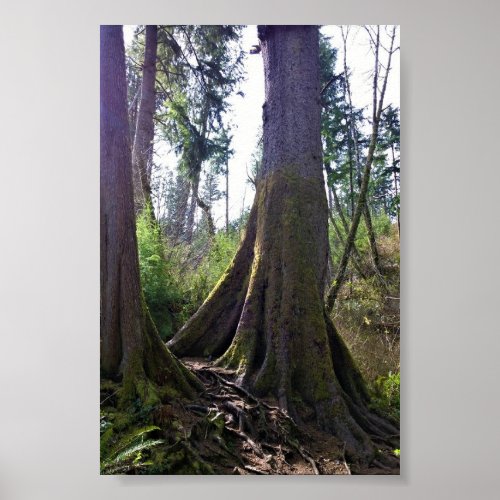 Cathedral Tree Astoria Oregon Poster