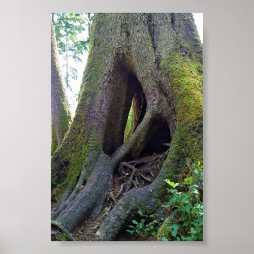 Cathedral Tree Astoria Oregon Poster