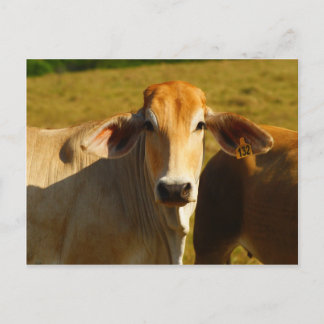 Cathine the cute cow postcard