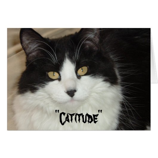 Catitude Cat with an Attitude Cards (Front Horizontal)