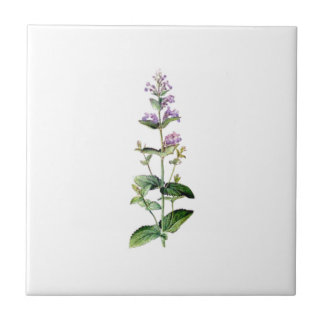 CATMINT,catnip, catnip-branch, herb, plant, purple Tile