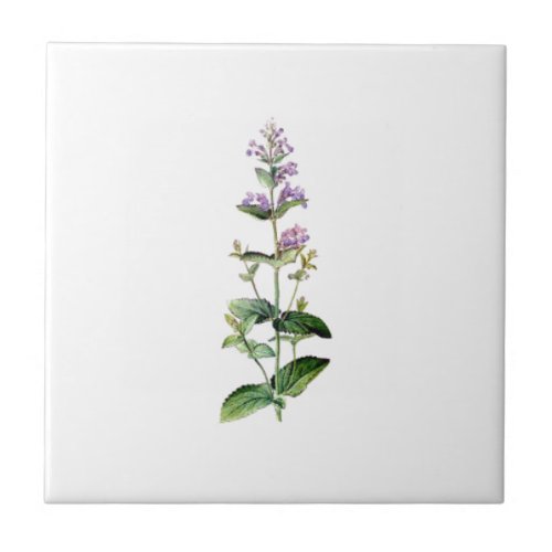 CATMINTcatnip catnip_branch herb plant purple Tile
