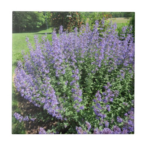 Catmint Tile