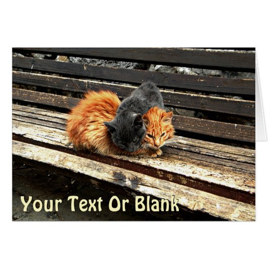 Catnap Cuties Cards (Front Horizontal)