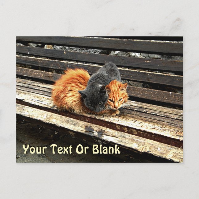 Catnap Cuties Postcard (Front)