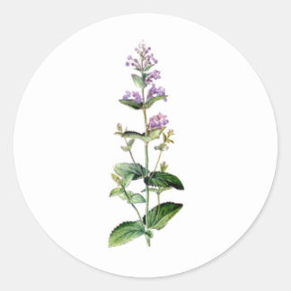 catnip, catnip branch, herb, plant, purple flower  classic round sticker