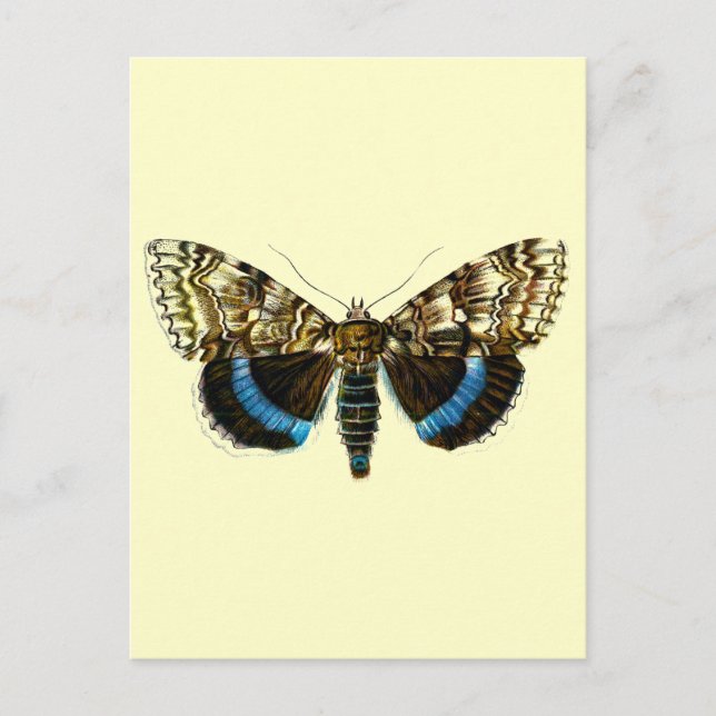 Catocala fraxini postcard (Front)