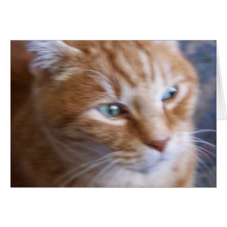 cats 002 cards