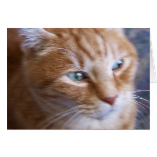 cats 002 cards (Front Horizontal)