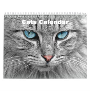 Cats 2027 calendar