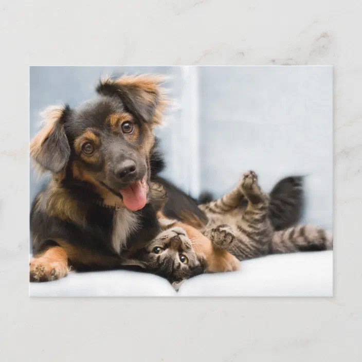 4 CUTE POSTCARDS OF KITTENS AND PUPPIES NEW 