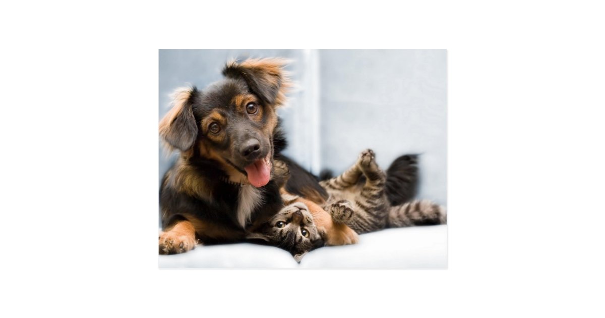 Cats And Dogs Funny Dog Funny Cats Postcard Zazzle Com