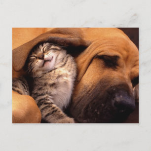 Cats and Dogs Postcard