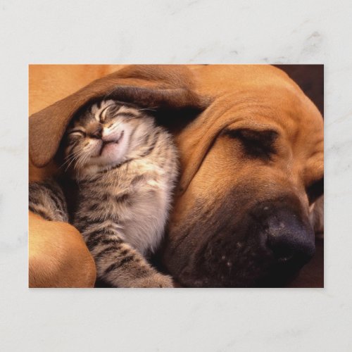 Cats and Dogs Postcard
